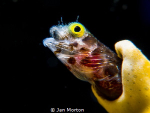 Secretary Blenny -  Popping out.   Olympus EM-1 using 60m... by Jan Morton 
